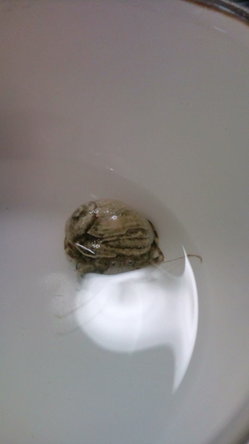 20100710214904.jpg